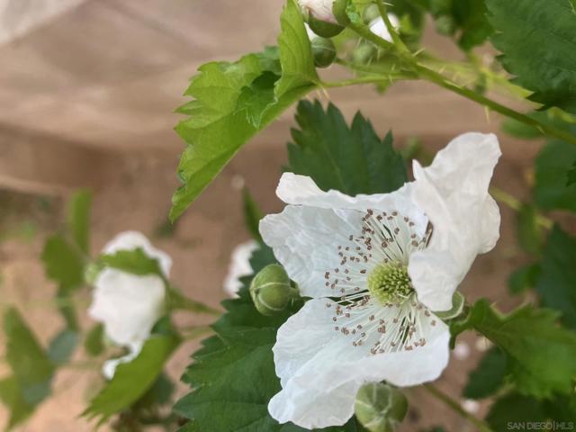 1088 Deer Springs Rd, San Marcos CA: https://media.crmls.org/mediaz/4176d39d-d3f1-4f4c-af08-c644cb867034.jpg