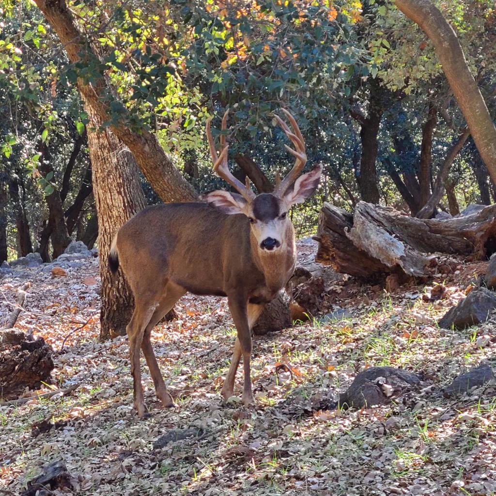 https://media.crmls.org/mediaz/4217ad0a-71d9-4c68-b013-dfca09f92345.jpg?preset=X-Large