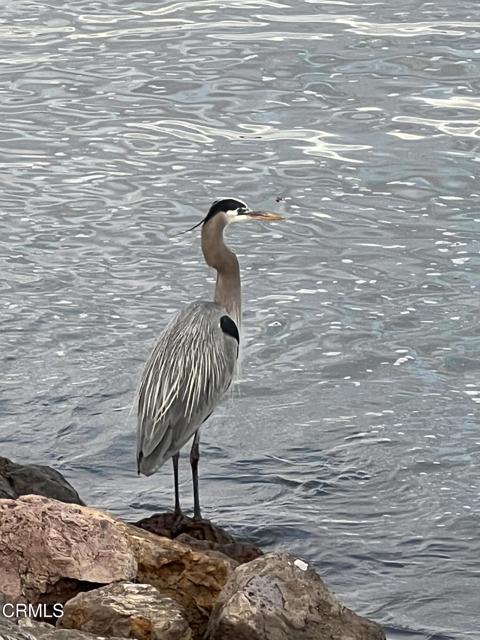 Detail Gallery Image 55 of 58 For 4126 Harbour Island Ln, Oxnard,  CA 93035 - 4 Beds | 3/1 Baths
