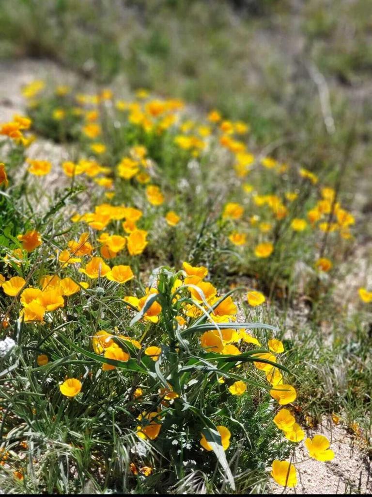 MLS #219138603PS image #25