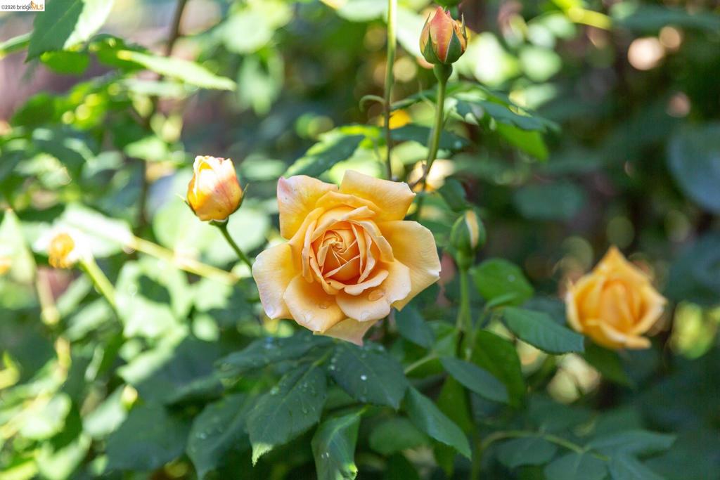 https://media.crmls.org/mediaz/42e1aac6-fd09-45a4-a972-ebcc03d1ca56.jpg?preset=X-Large
