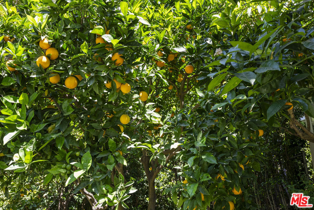 https://media.crmls.org/mediaz/42f1c111-cf10-4c5a-9068-7d9a18521d60.jpg?preset=X-Large