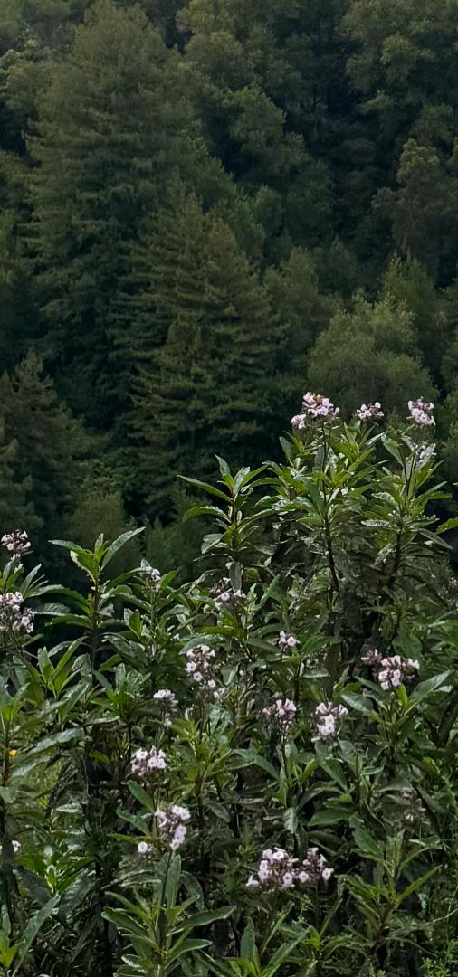 0 Uvas Road, Morgan Hill CA: https://media.crmls.org/mediaz/4315ddf1-5c58-4a53-b35c-a7ae69137255.jpg