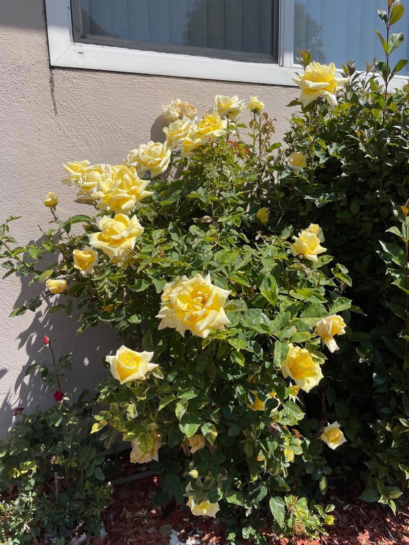 https://media.crmls.org/mediaz/43250fe0-a602-4afb-8fbc-979508402683.jpg?preset=X-Large