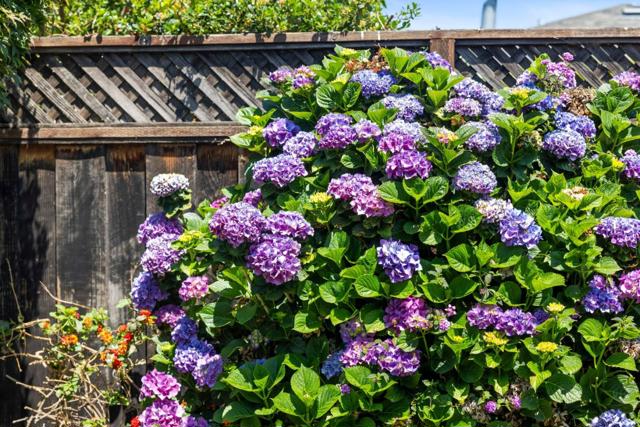 313 Del Rosa Way, San Mateo CA: https://media.crmls.org/mediaz/4330595d-5ce5-49bc-85f8-444ad36e7d88.jpg