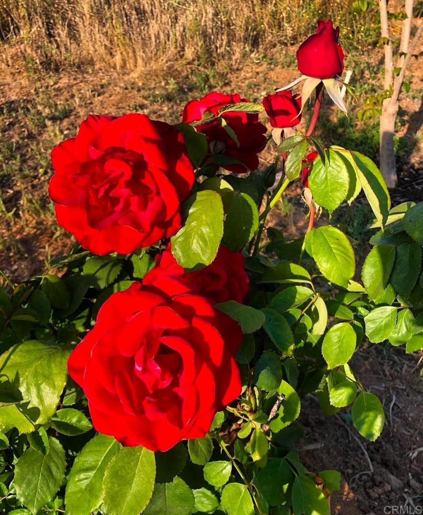 MLS #NDP2410465 image #25