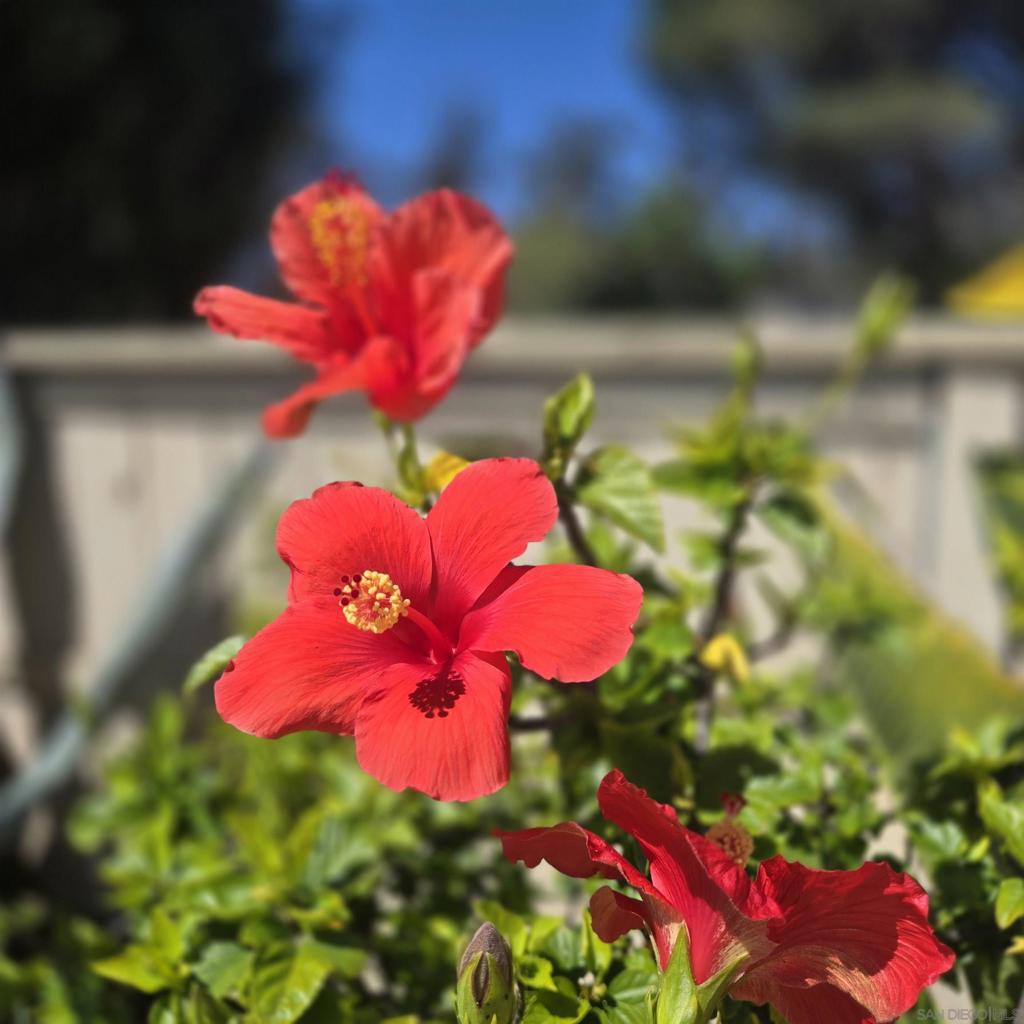 https://media.crmls.org/mediaz/43651608-a7b9-42d2-9e1f-726926e1d648.jpg?preset=X-Large