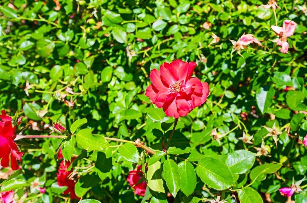 https://media.crmls.org/mediaz/442dcfcc-cb03-4108-b2ef-13d7f179c6aa.jpg?preset=X-Large