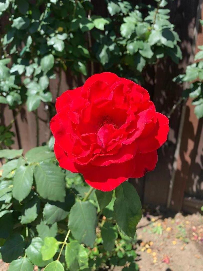https://media.crmls.org/mediaz/44b2543c-ff2e-4a1f-8431-7d98cd8c9220.jpg?preset=X-Large