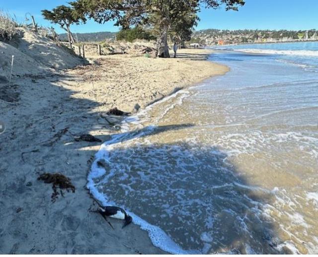 1 La Playa Street, Monterey CA: https://media.crmls.org/mediaz/44cc9228-09e1-468c-a1dd-ecdf5ec3e759.jpg