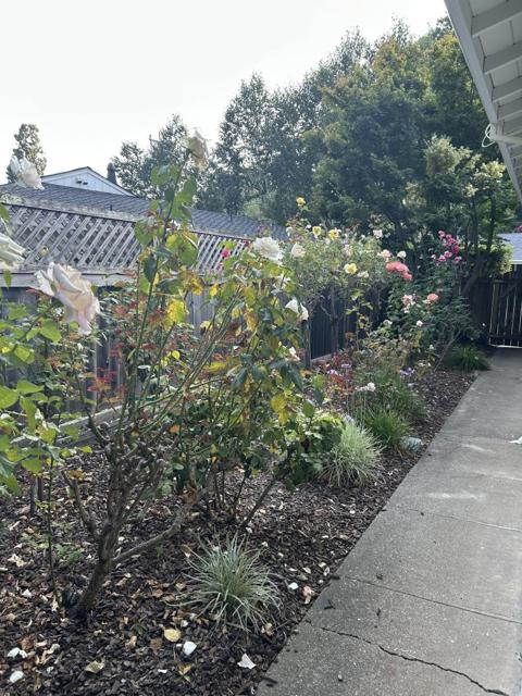 254 Mountain View Avenue, San Rafael CA: https://media.crmls.org/mediaz/4570633c-f53b-4741-96f9-4c88e6f836a1.jpg