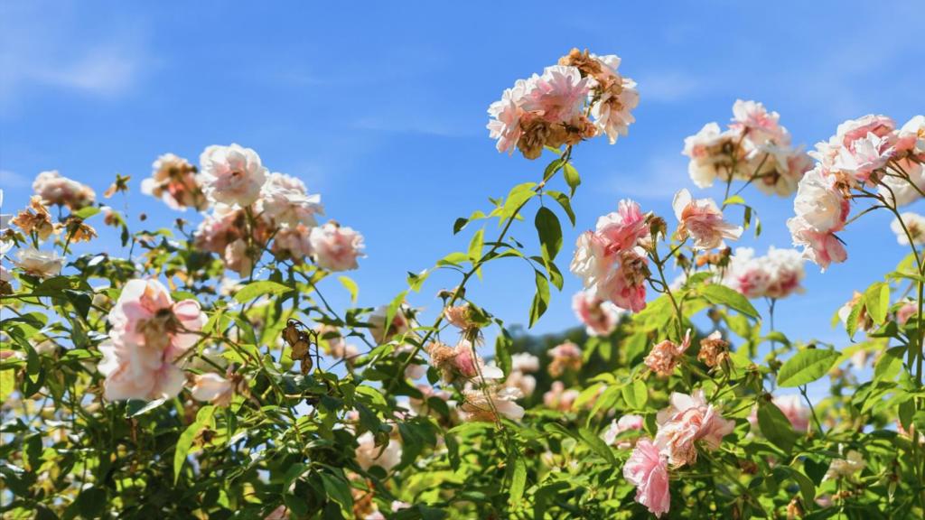 https://media.crmls.org/mediaz/462a5036-e78e-4773-8e66-026f61863d9b.jpg?preset=X-Large