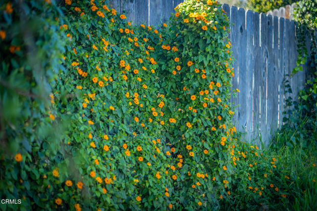 Detail Gallery Image 27 of 31 For 75 Maxine Ave, Oak View,  CA 93022 - 4 Beds | 2 Baths