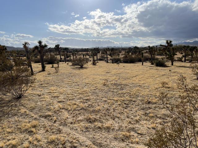 0 Campanula Street, Yucca Valley CA: https://media.crmls.org/mediaz/480357ea-790f-4995-b997-37e83dd560bc.jpg