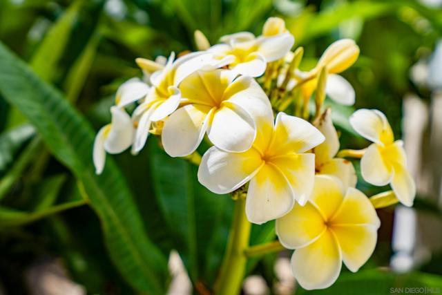 1978 Beryl St, San Diego CA: https://media.crmls.org/mediaz/4863dc19-4da3-45c1-a516-c8b16c1abef3.jpg