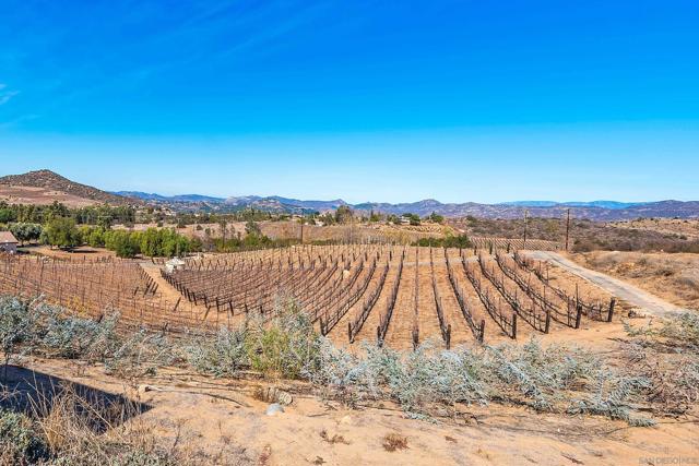 View of grape vines