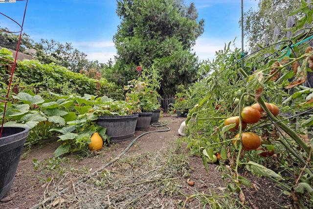 6745 Alisal St, Pleasanton CA: https://media.crmls.org/mediaz/48d5f577-e014-4969-b468-1958453ed936.jpg