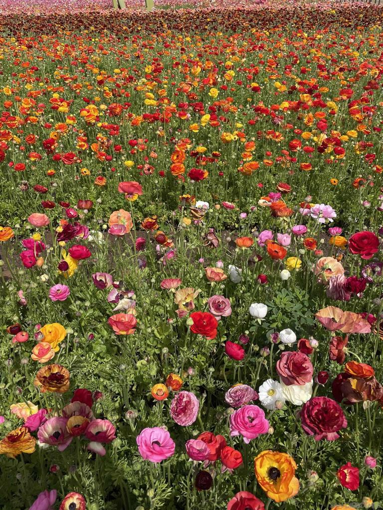 MLS #250036537SD image #36