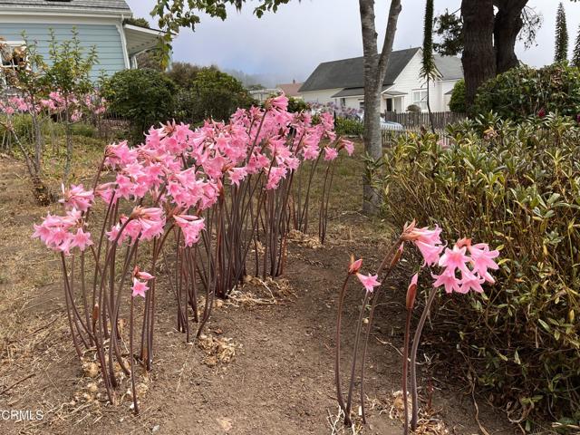 Detail Gallery Image 39 of 43 For 45060 Covelo St, Mendocino,  CA 95460 - 3 Beds | 1 Baths