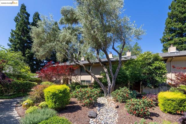 128 Alamo Sq, Alamo CA: https://media.crmls.org/mediaz/4a8fb1ec-d238-4ce0-964e-745066af1123.jpg