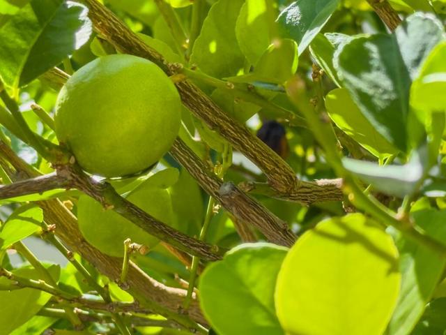 75377 Montecito Drive, Indian Wells CA: https://media.crmls.org/mediaz/4a99ea5c-b2ee-457d-91d1-8102764050fa.jpg