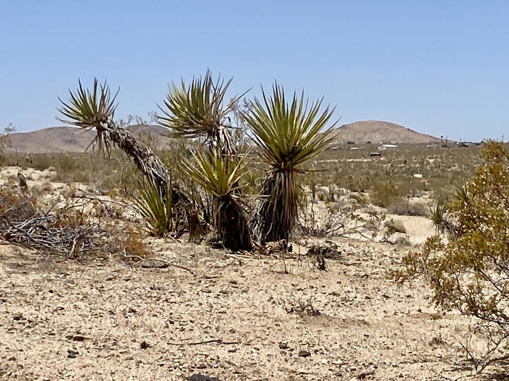 MLS #219134434PS image #18