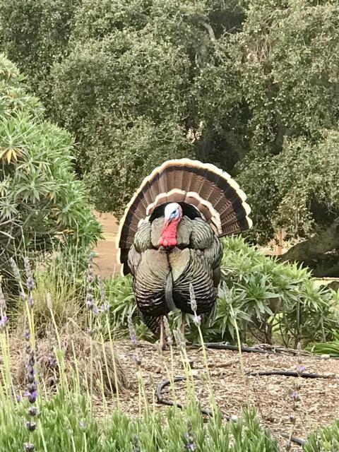 17755 Corral Del Cielo Road,  CA: https://media.crmls.org/mediaz/4ae1df35-f5a3-4b7b-8911-5530641e5859.jpg