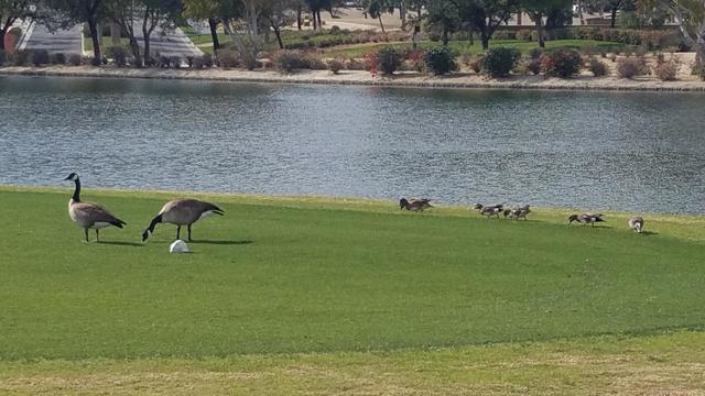 60553 Juniper Lane, La Quinta CA: https://media.crmls.org/mediaz/4ba249c4-6eb9-41ad-9232-2db50485711f.jpg