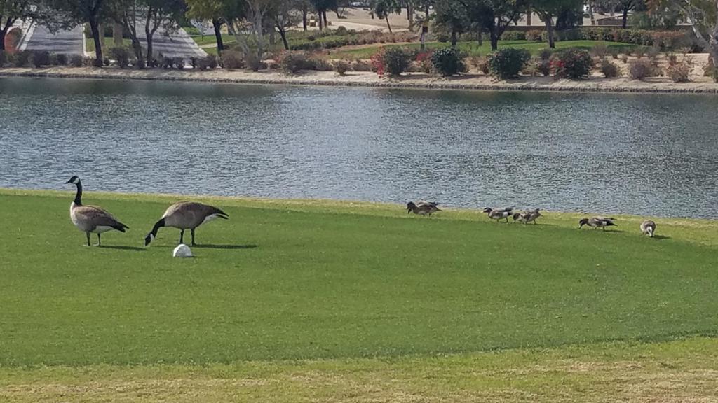 MLS #219138359DA image #11