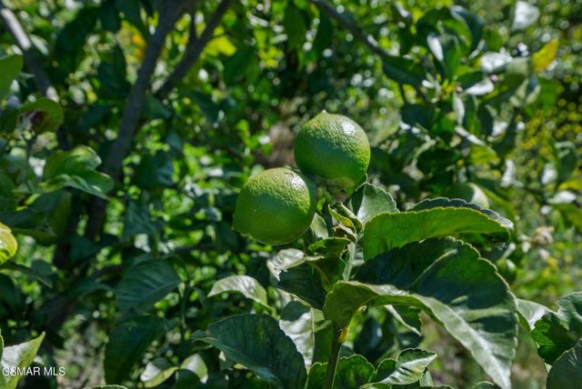 5682 Pine Grove Road, Santa Paula CA: https://media.crmls.org/mediaz/4c77c590-8dea-4dee-a223-4e7d2f9d5129.jpg