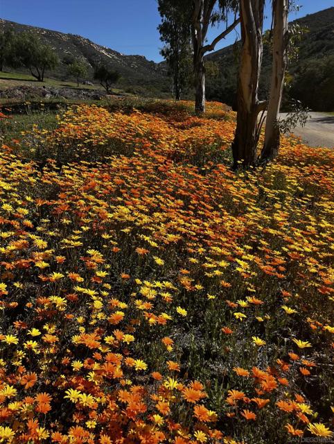 21908 Japatul Ln, Alpine CA: https://media.crmls.org/mediaz/4c913cfa-c84b-420d-8eb0-acaf9d7661bf.jpg