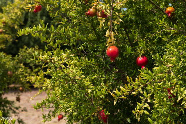 Detail Gallery Image 39 of 52 For 3001 Long Valley Rd, Santa Ynez,  CA 93460 - 6 Beds | 6/2 Baths