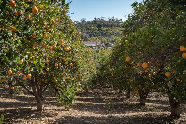 Detail Gallery Image 22 of 29 For 6241 Strada Fragante, Rancho Santa Fe,  CA 92091 - – Beds | – Baths
