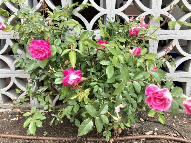 Detail Gallery Image 15 of 36 For 19344 Wyandotte St, Reseda,  CA 91335 - – Beds | – Baths