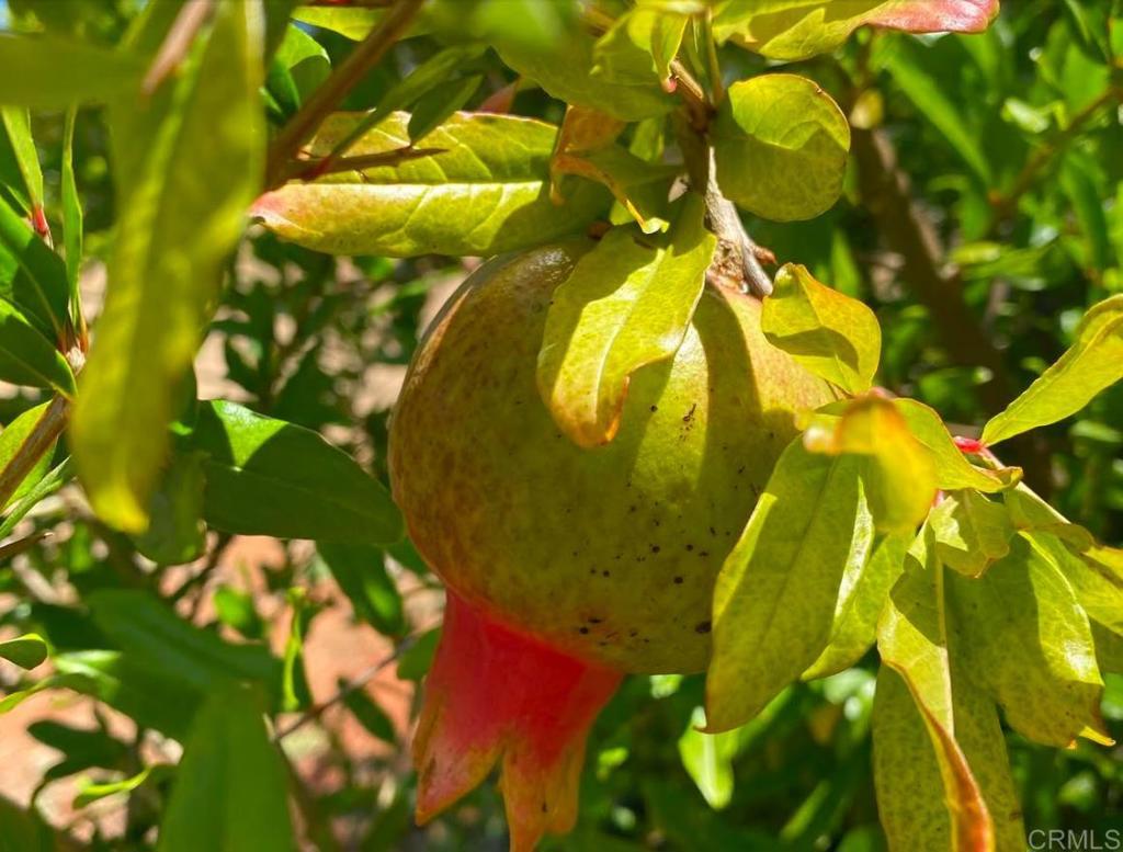 MLS #NDP2410465 image #24