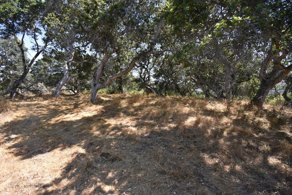 MLS #ML81994433 image #37