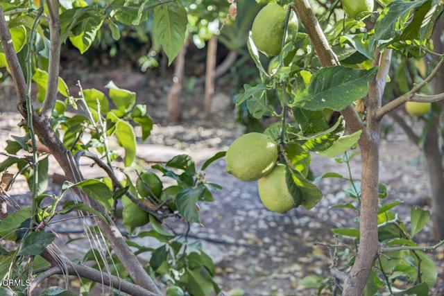 Detail Gallery Image 39 of 48 For 143 N Poli St, Ojai,  CA 93023 - 2 Beds | 2 Baths