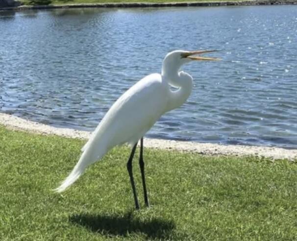 Image 24 of 41 For 74711 Dillon Rd Spc 1013