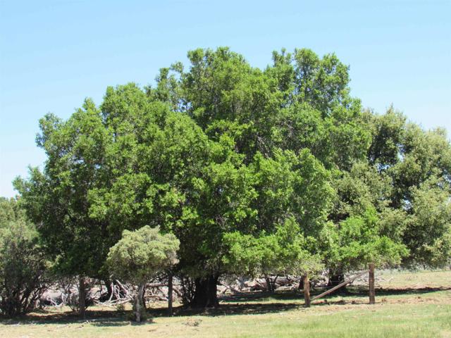 Detail Gallery Image 3 of 47 For 200 Acres Mccain Valley Rd, Boulevard,  CA 91905 - – Beds | – Baths
