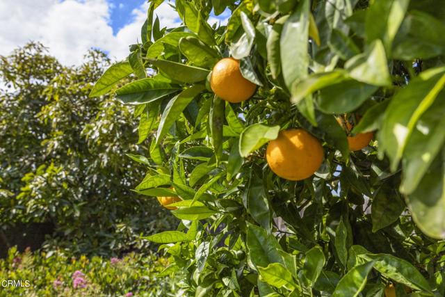 Image 26 of 58 For 9417 Petit Court