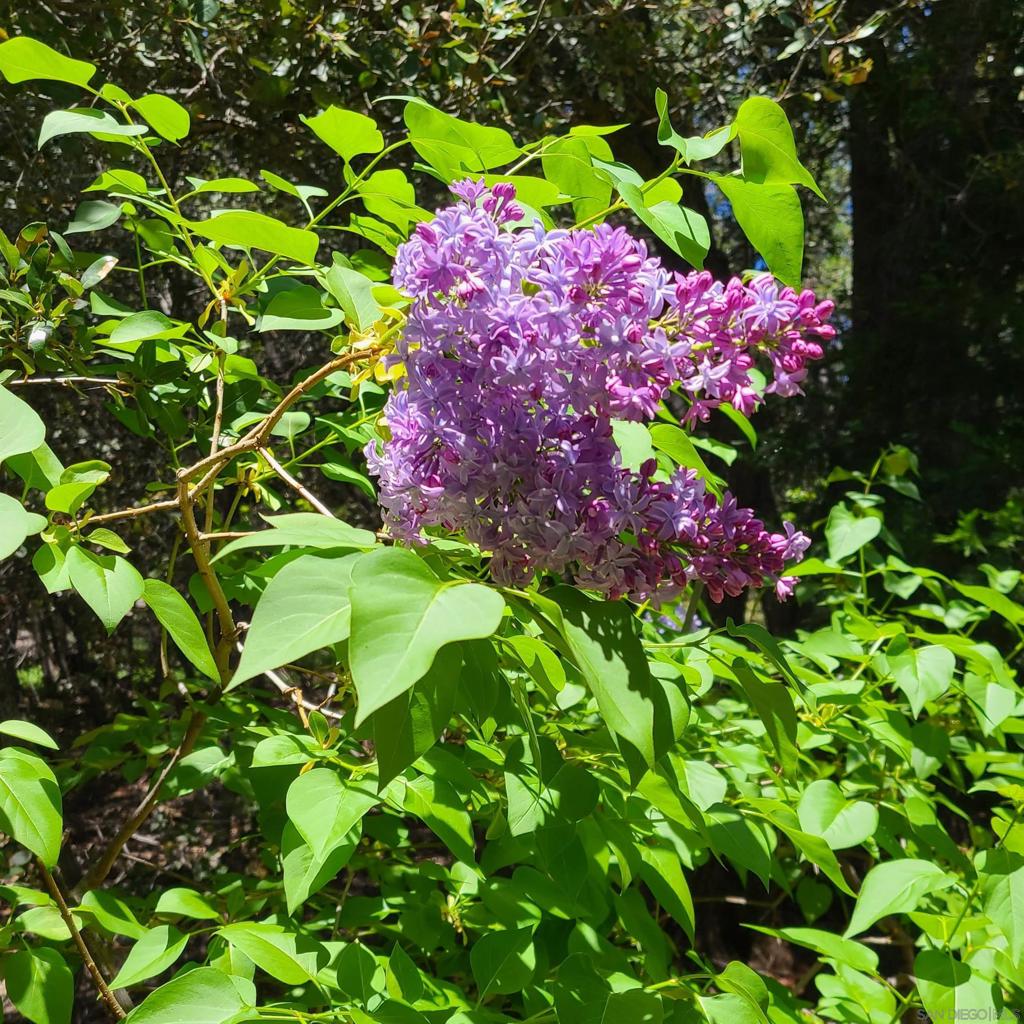 https://media.crmls.org/mediaz/4ff43ebe-5e28-4b06-9957-d10200bac1eb.jpg?preset=X-Large