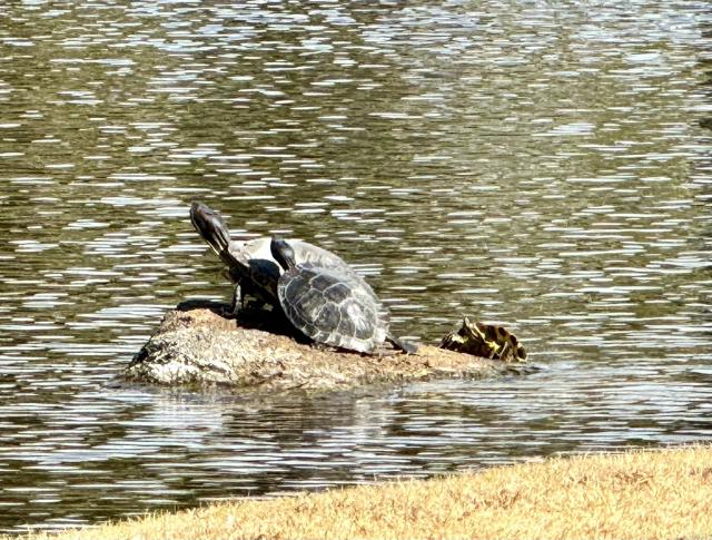 3445 Don Ortega Drive, Carlsbad CA: https://media.crmls.org/mediaz/502b63c8-6dfa-455c-92c8-3d921f37c2f4.jpg