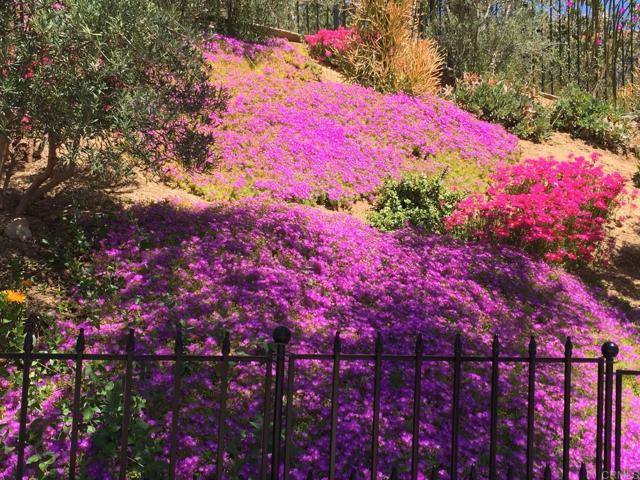 Flowers in Bloom