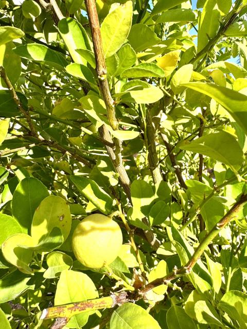 80372 Camino San Lucas, Indio CA: https://media.crmls.org/mediaz/50a17a14-7479-49c7-bca1-21222e673fa5.jpg