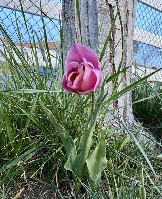 Detail Gallery Image 52 of 70 For 30606 Falling Star Circle, Valley Center,  CA 92082 - 4 Beds | 3 Baths