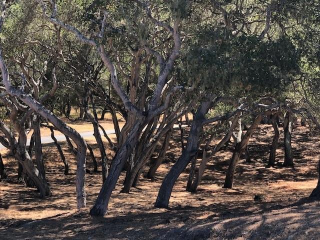 7735 Paseo Venado (Lot 82), Monterey CA: https://media.crmls.org/mediaz/5106e162-5c6d-4005-afd0-22fc95715dc8.jpg