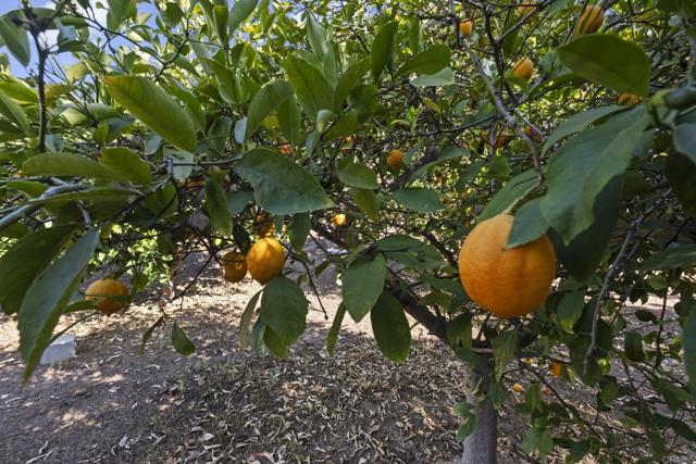 MLS #NDP2505756 image #60