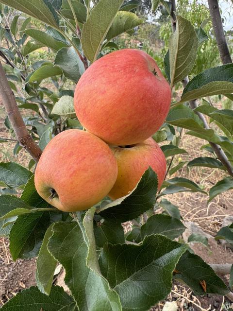 Detail Gallery Image 51 of 70 For 30606 Falling Star Circle, Valley Center,  CA 92082 - 4 Beds | 3 Baths