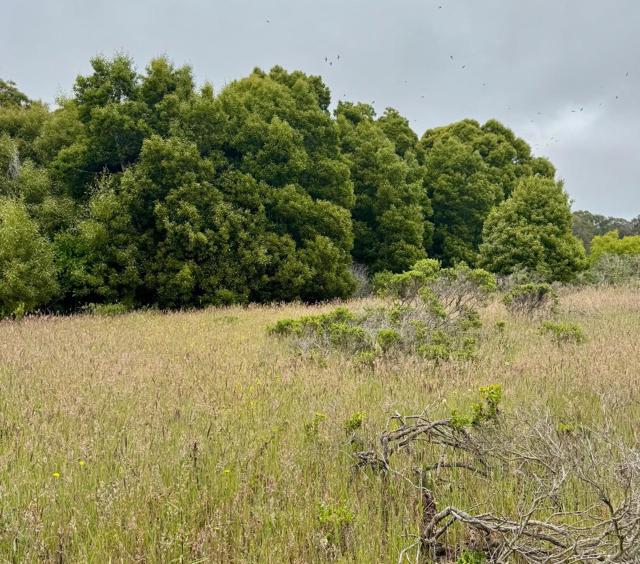 0 Bonita, Half Moon Bay CA: https://media.crmls.org/mediaz/519ca1d8-8b7e-461f-baa4-99f80c4bed60.jpg