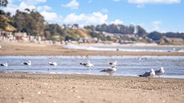 249 Spreckels Drive, Aptos CA: https://media.crmls.org/mediaz/51c61f04-8974-46d6-a79e-654669a26949.jpg